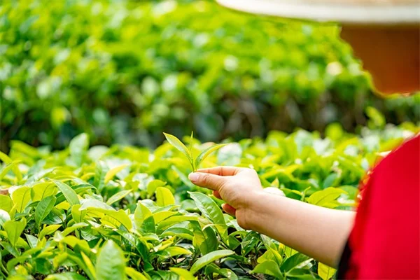スター（楊桃）の増やし方は3つ！種・取り木・接ぎ木のコツと失敗しない方法