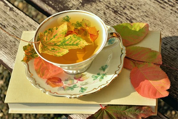病害虫に強い紫陽花のおすすめ品種4選【手間いらずで失敗しない】