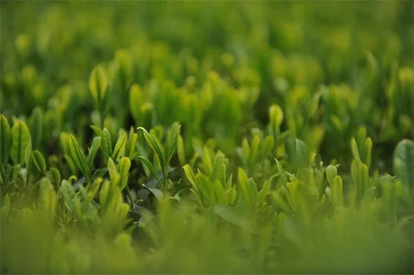 夏の芝刈りはいつやる？実体験で分かった最適な時間帯