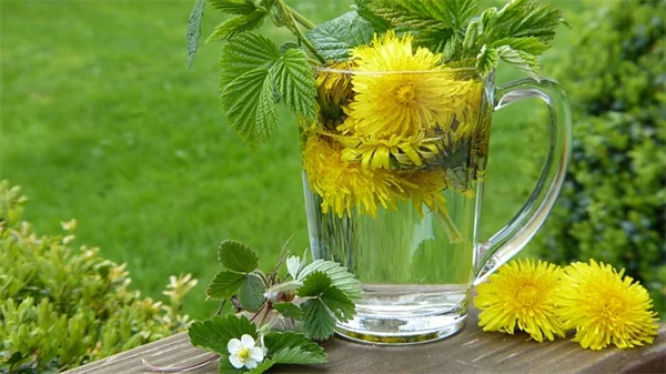 萱草とアイリス、日陰でも育つ？実は花が咲くんです！私の体験談と育て方のコツ