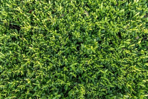 認知症ケアにガーデンセラピー：実践者が語る現実の効果と注意点