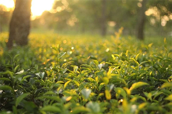 観葉植物の除虫は室内に戻す前に！私が実践する5つの簡単なコツ